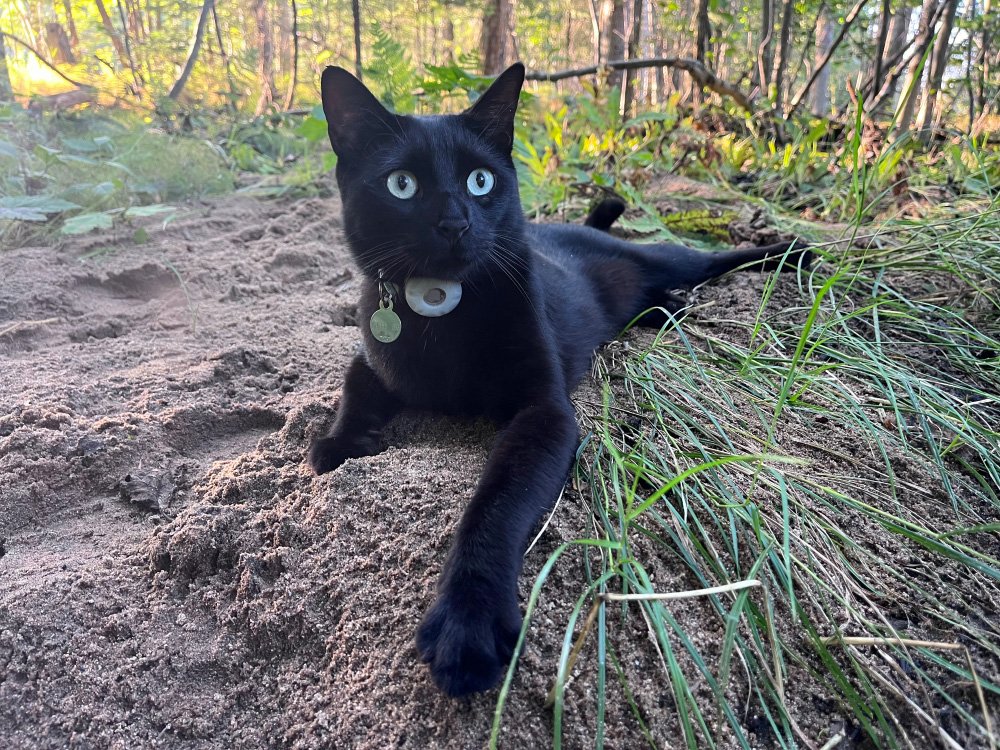 Black cat laying on sand