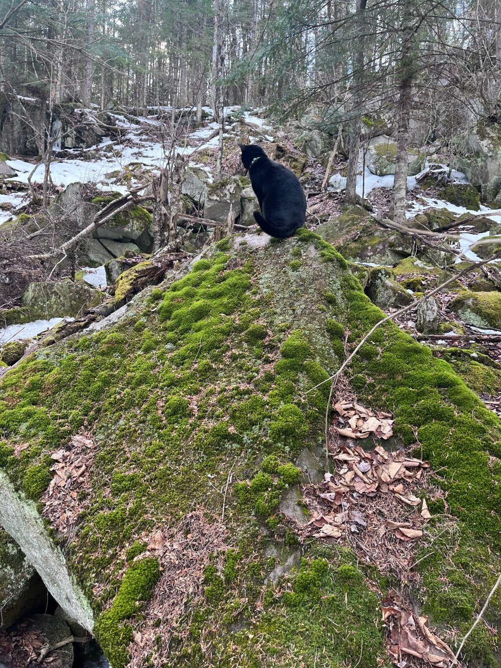 cat on rock