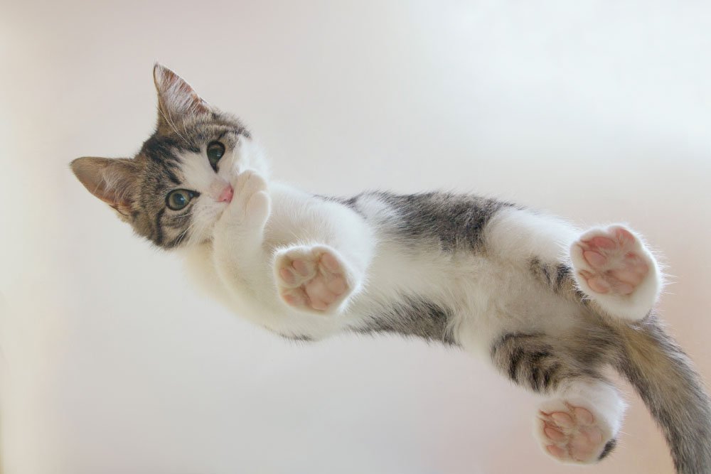 Photo of cat from under glass