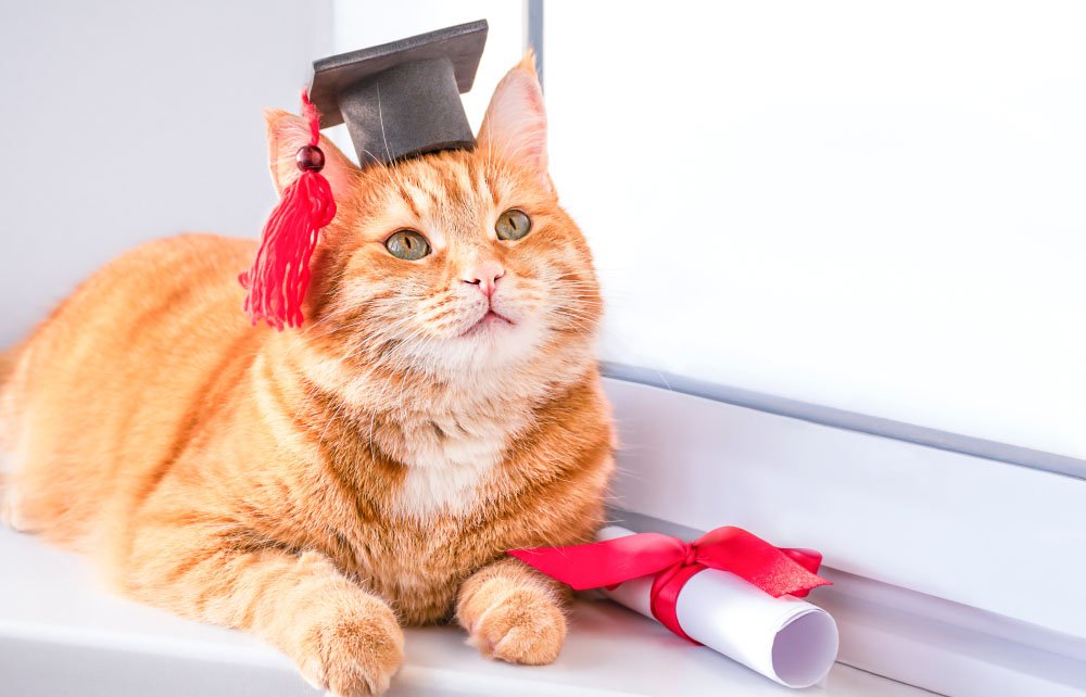 Cat with graduation hat