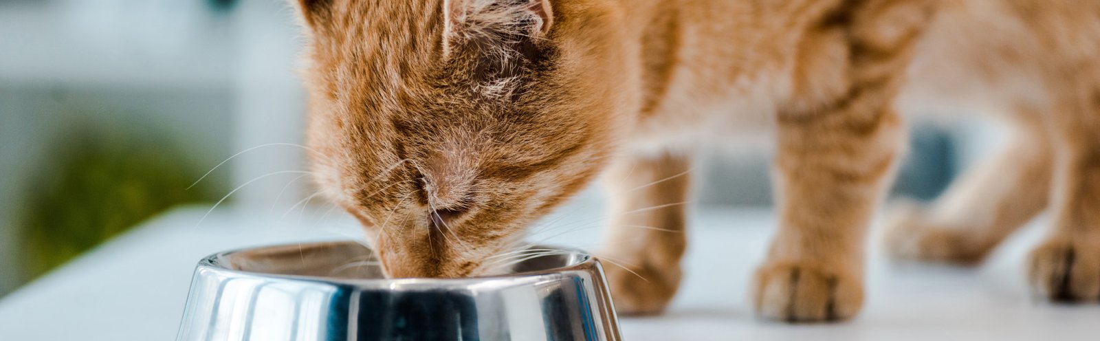 Orange cat eating from bowl