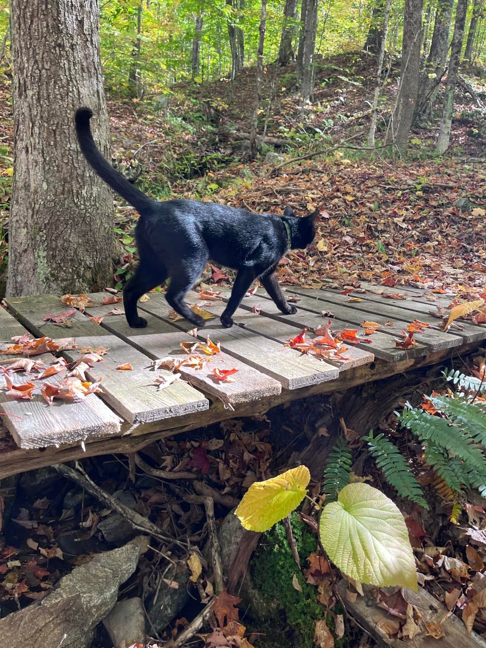 Cat walking on wood trail