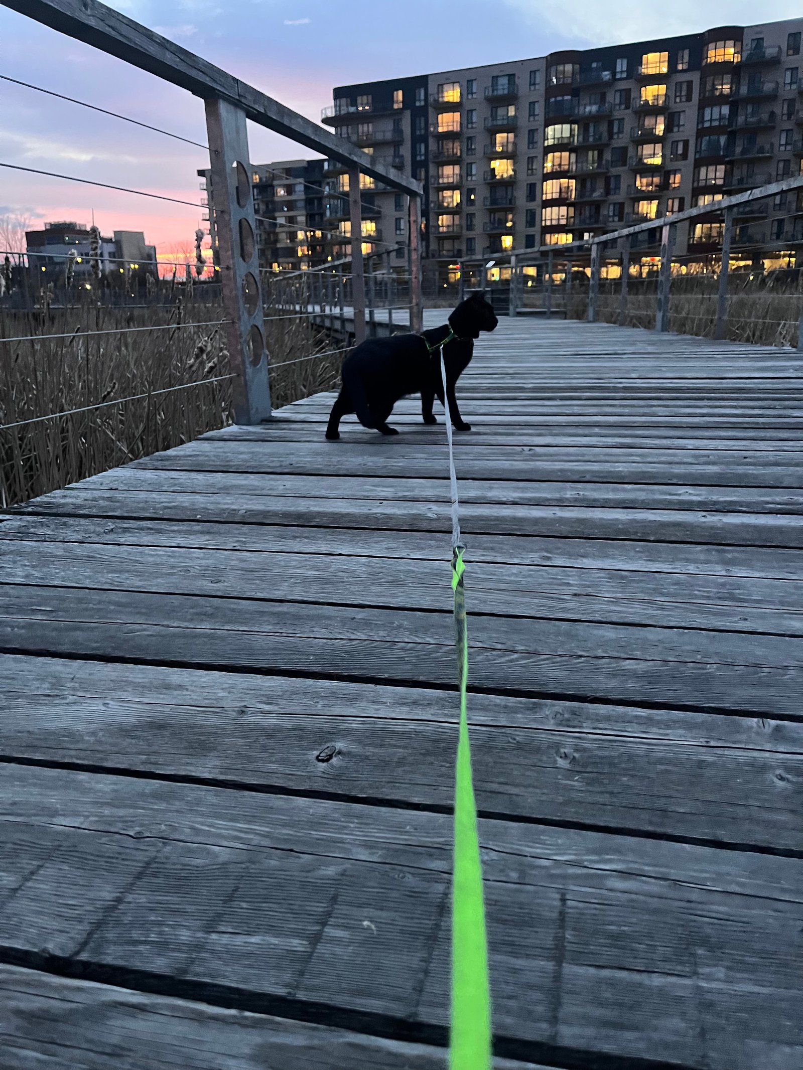 Black cat walking on leash