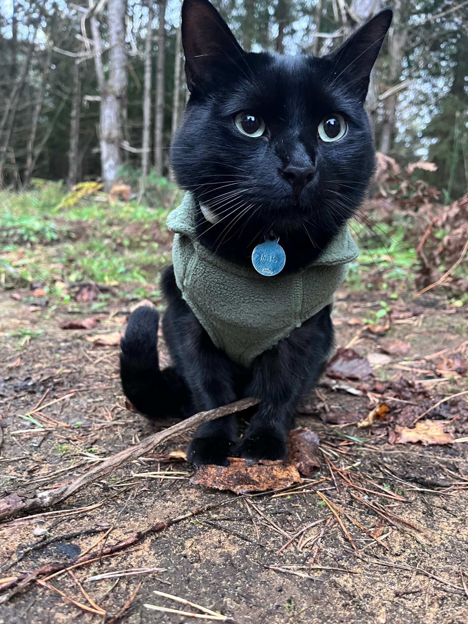 Black cat in sweater