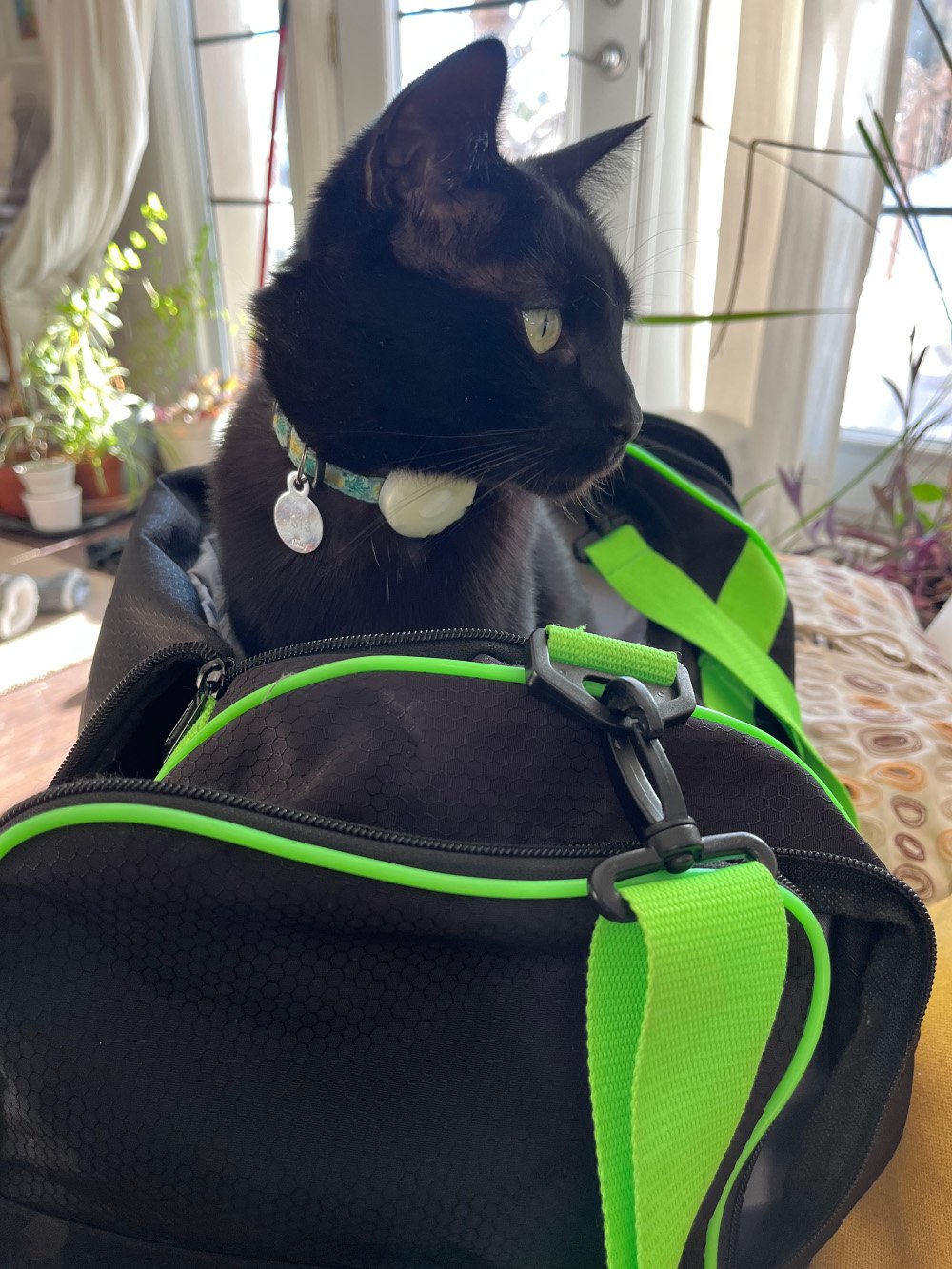 Cat in bag