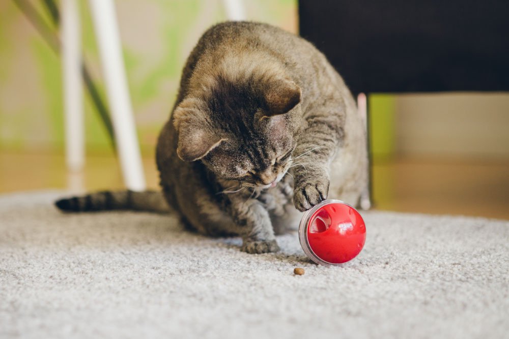 Cat playing with red ball