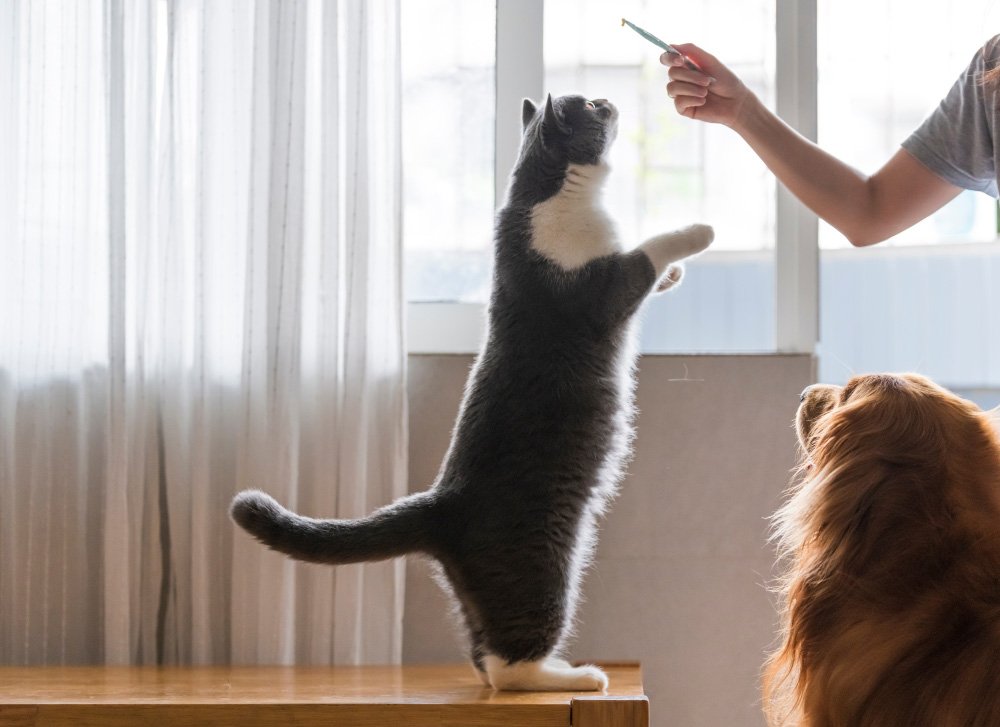 Cat standing on back legs